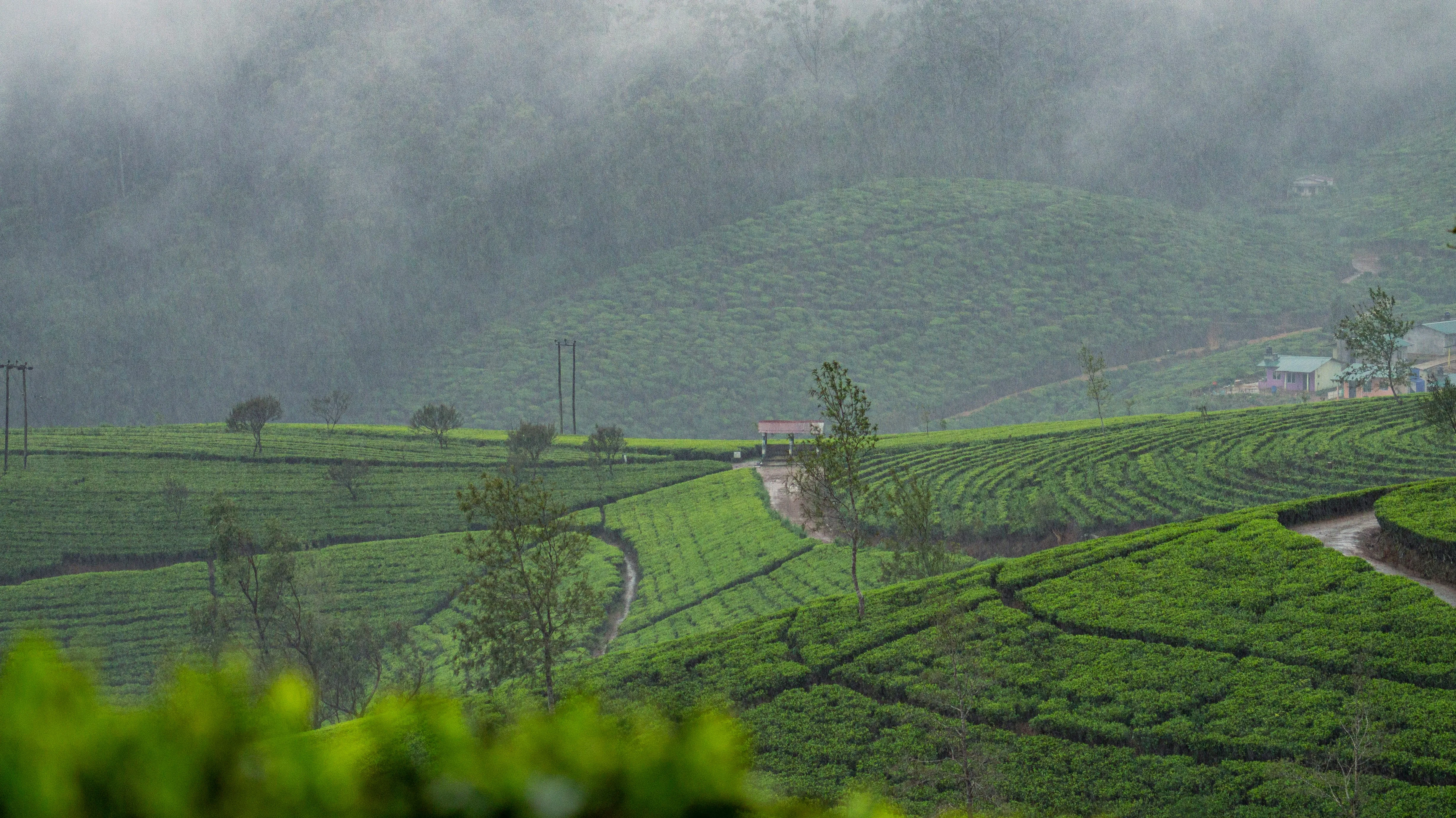 Misty tea estate hills in the country around Kandy