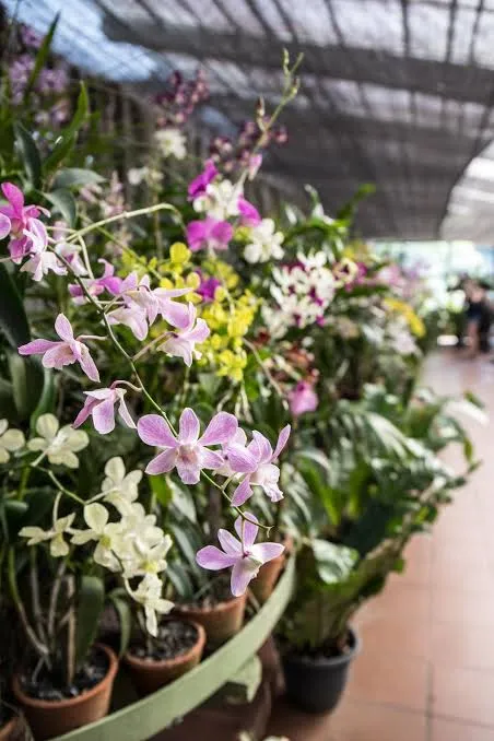 Orchids flowering in the Peradeniya orchid house