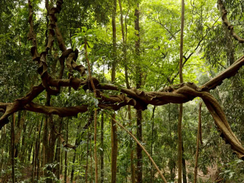 Jungle path through the Udawattakele Forest Reserve in Kandy